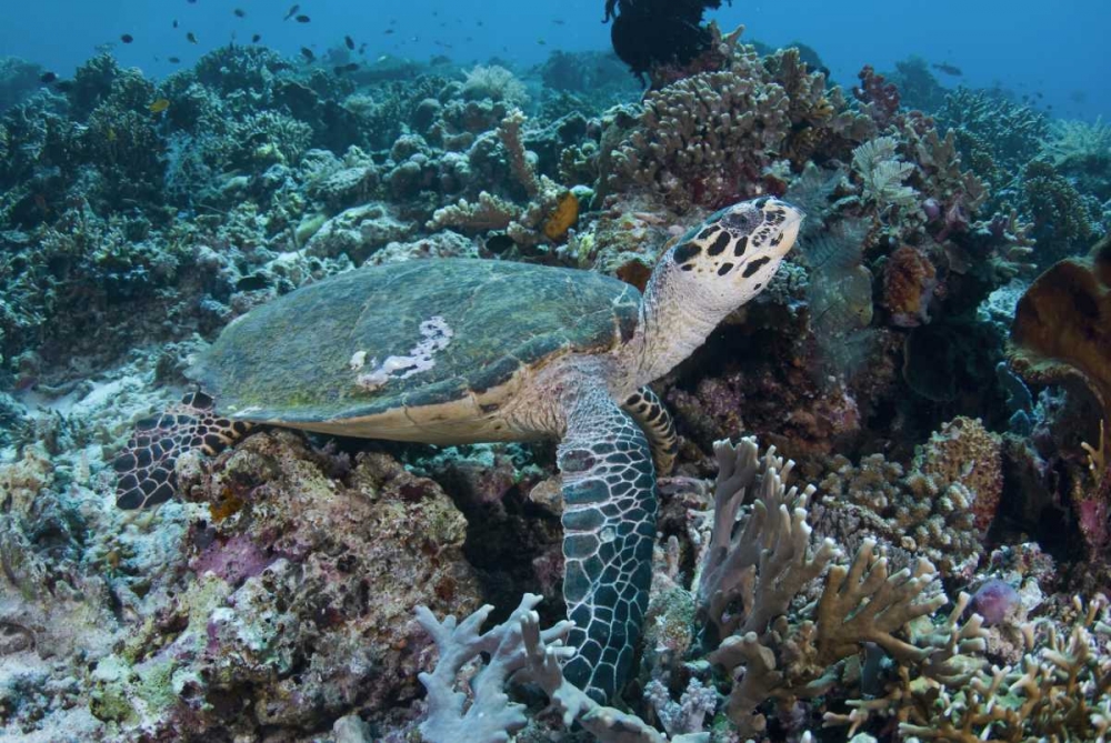 Indonesia, Komodo NP Green turtle over coral